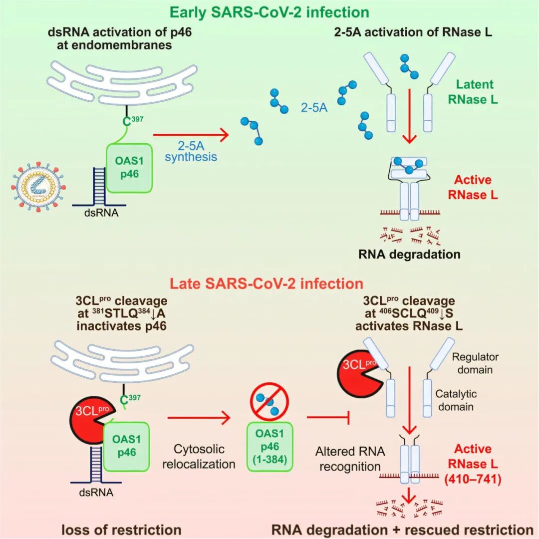 π-HuB Research Highlights | Key Progress in Antiviral Immune Research Led by Christopher M. Overall — Non-canonical Proteolytic Activation of RNase L by SARS-CoV-2 3CLpro