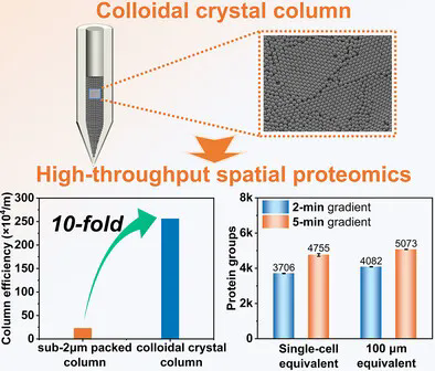 π-HuB Research Highlights | Technical Advance Led by Prof. Lihua Zhang — New Ordered Colloidal Crystal Column Boosts High-Throughput Single-Cell Spatial Proteomics