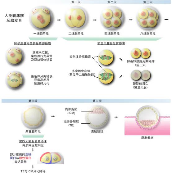 π-HuB Research Highlights | Research Progress Led by Prof. Chun So — Uncovering Two Distinct Mechanisms of Human Embryonic Arrest Through Integrated Live Imaging and Single-Embryo Proteomics