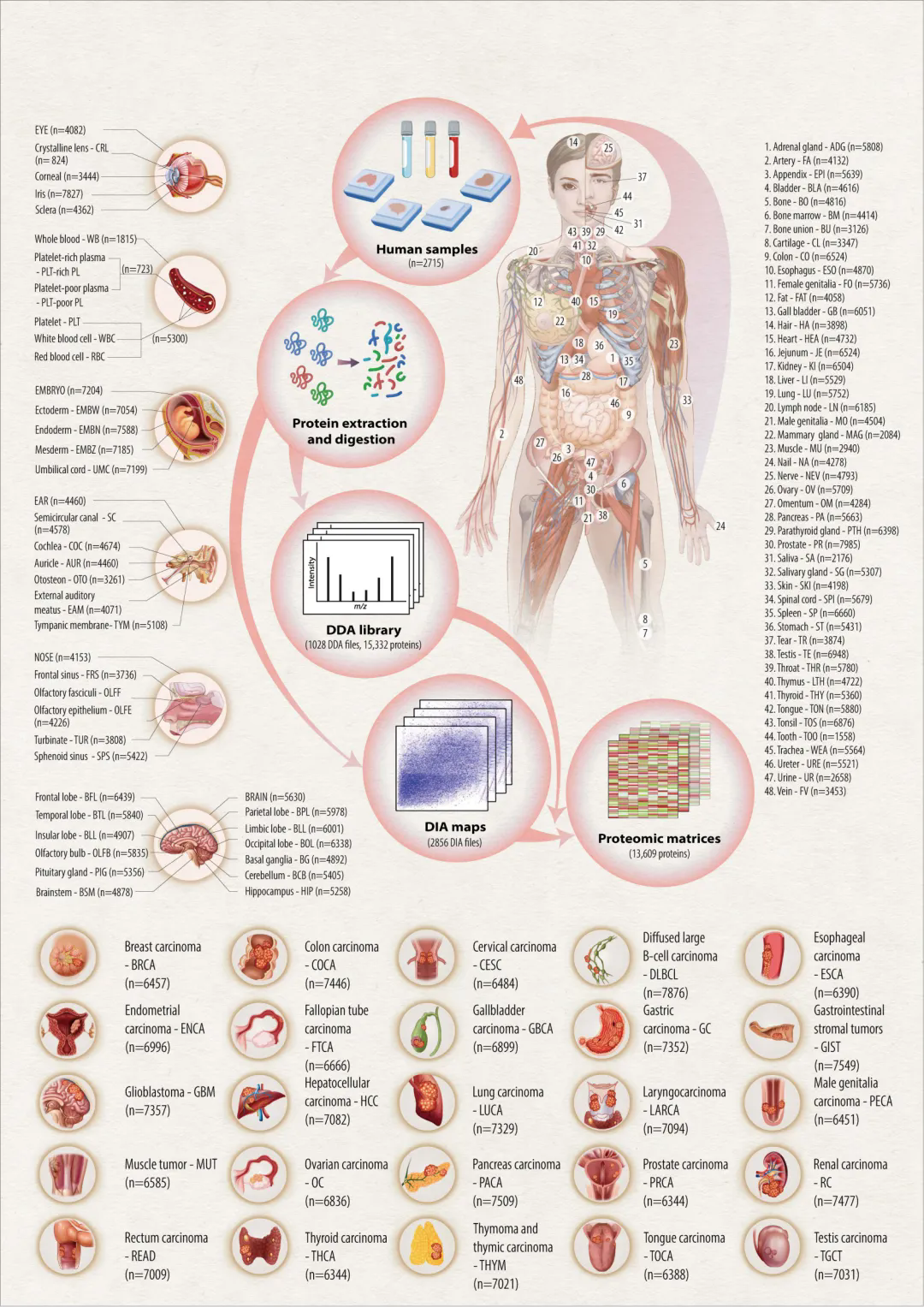 π-HuB Research Highlights | Landmark Nature Article Establishes a Spatial Proteome Map of the Human Body and Cancers